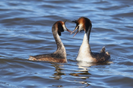 een beetje -veel- verliefd
