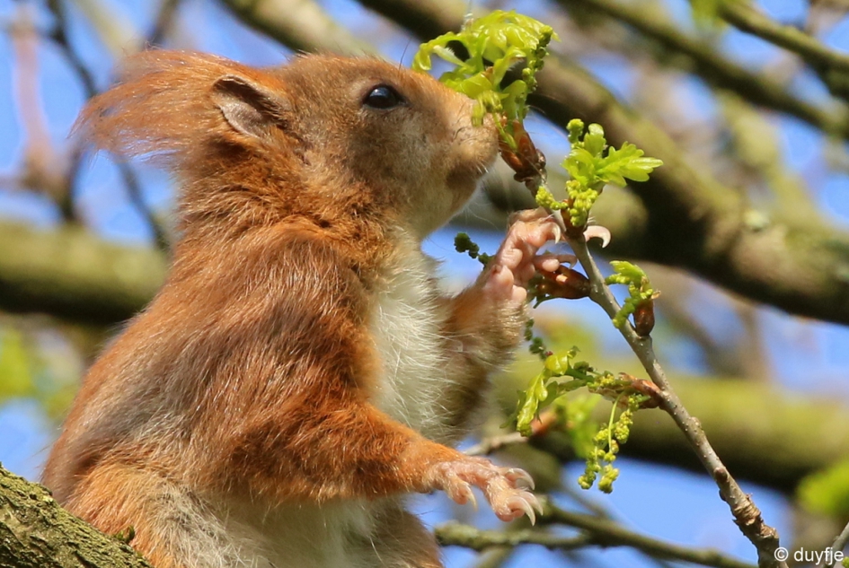 Een lekker groen blaadje. - Zoogdieren - Eekhoorn