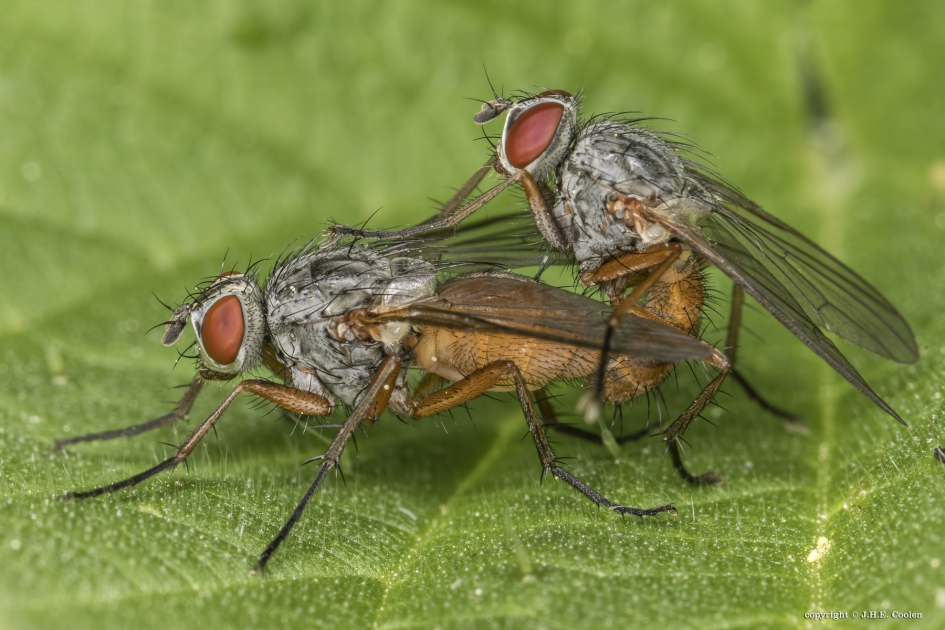 Een paar - Geleedpotigen - Vlieg