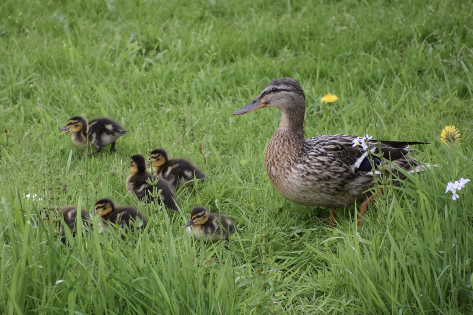 Eend met pulletjes - Vogels - 