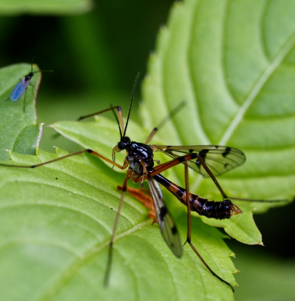 Geen schorpioenvlieg maar glansmug! - Geleedpotigen - Glansmug
