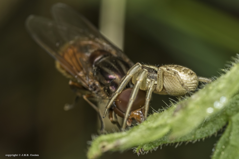 Einde... - Geleedpotigen - Neusvlieg/krabspin