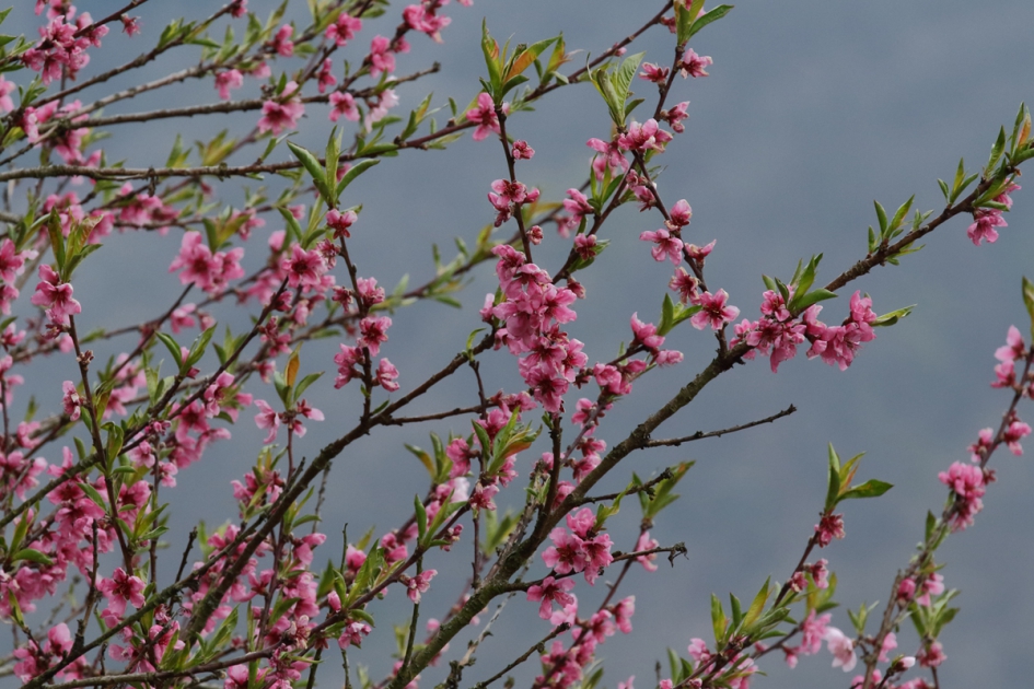 en toen was er roze - Planten - 