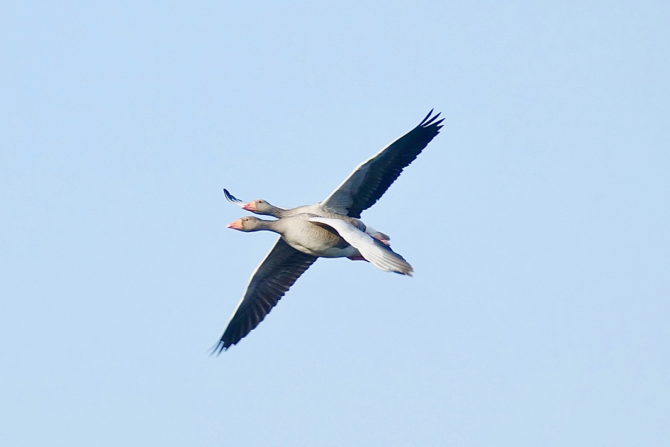 'Escher' Ganzen - Vogels - Grauwe Gans