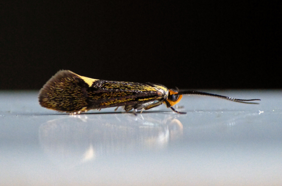 Esperiamot - Geleedpotigen - 