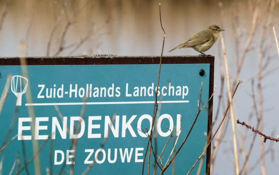 Even reclame maken.. - Vogels - Fitis