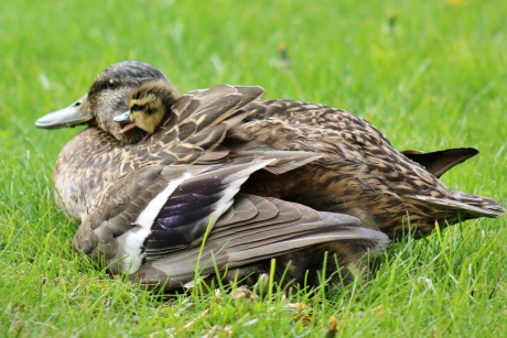 Even wat in het oor fluisteren