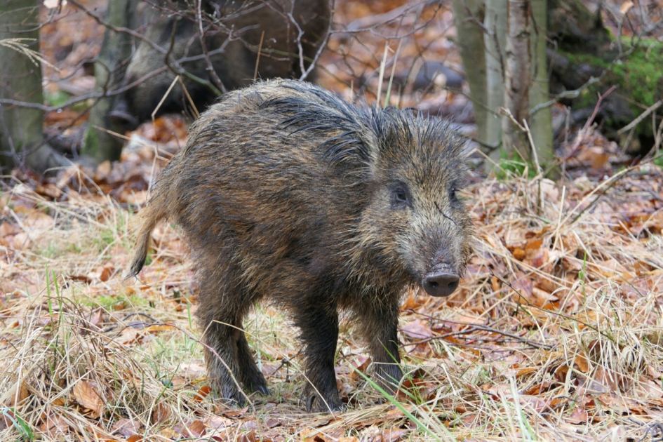 Everzwijntje - Zoogdieren - Everzwijn