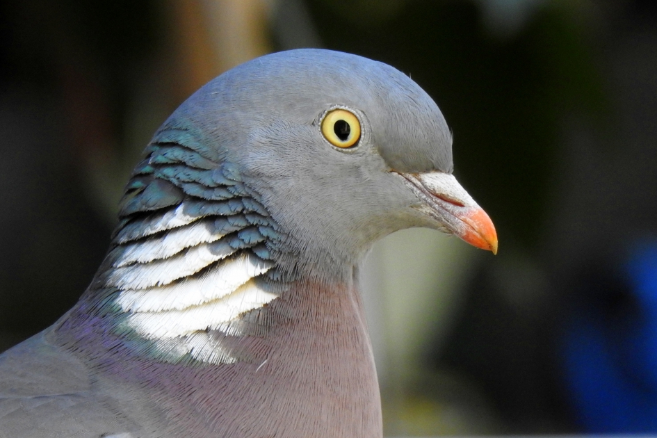 Eye-catcher - Vogels - Houtduif