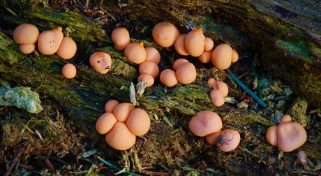 Feest in het bos met oranje soesjes