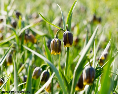 Fritillaria uva-vulpis.