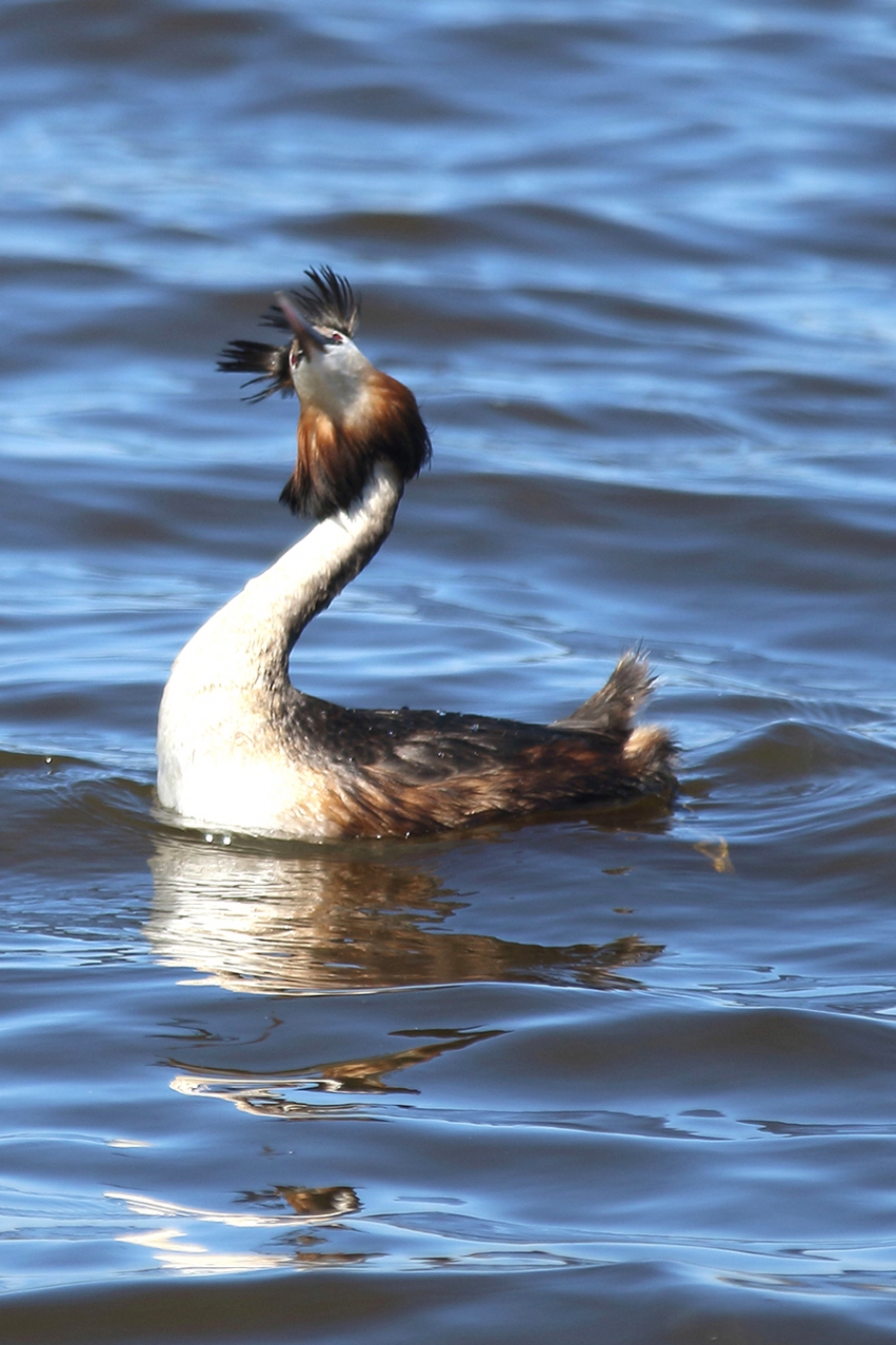 futenbalts - Vogels - 