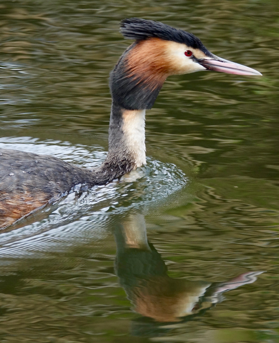 Fuut - Vogels - Fuut