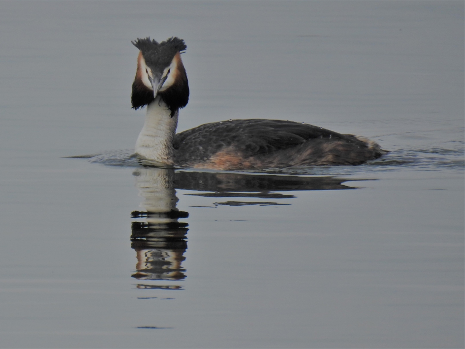 Fuut - Vogels - Fuut