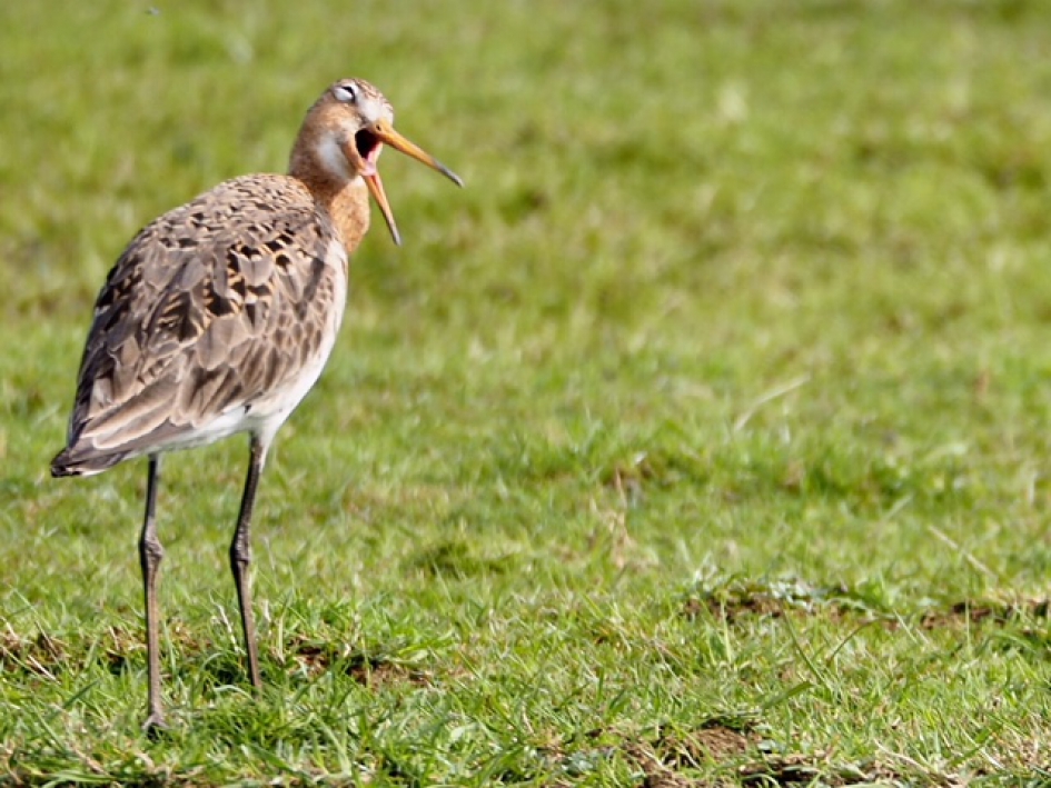 Gapende grutto - Vogels - Grutto