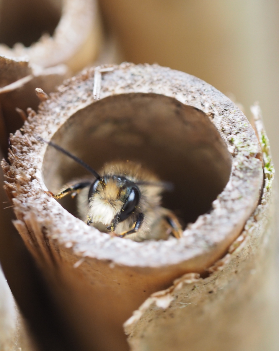 Gast verlaat hotel - Geleedpotigen - ?