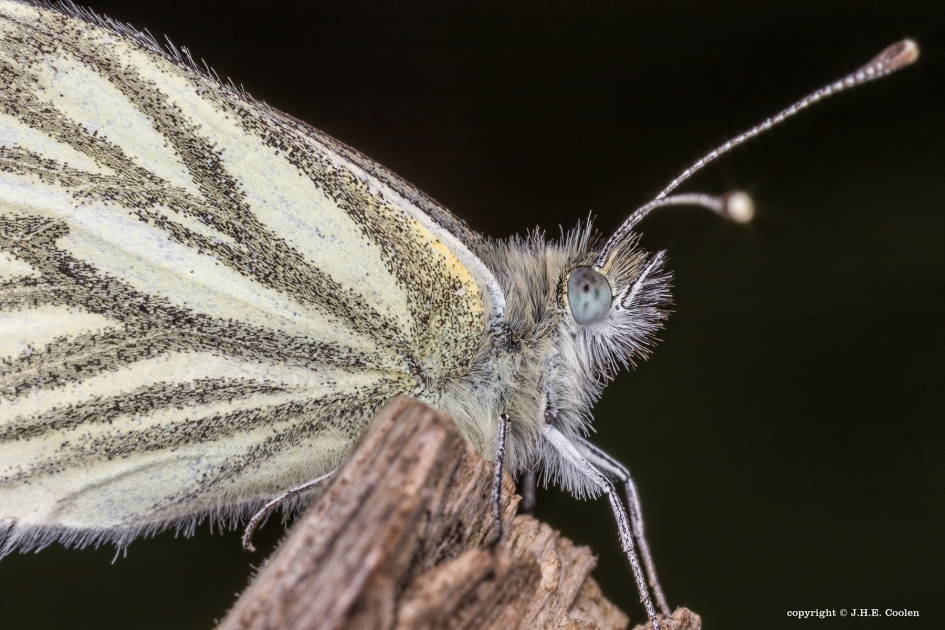 Geaderd witje - Geleedpotigen - Geaderd witje