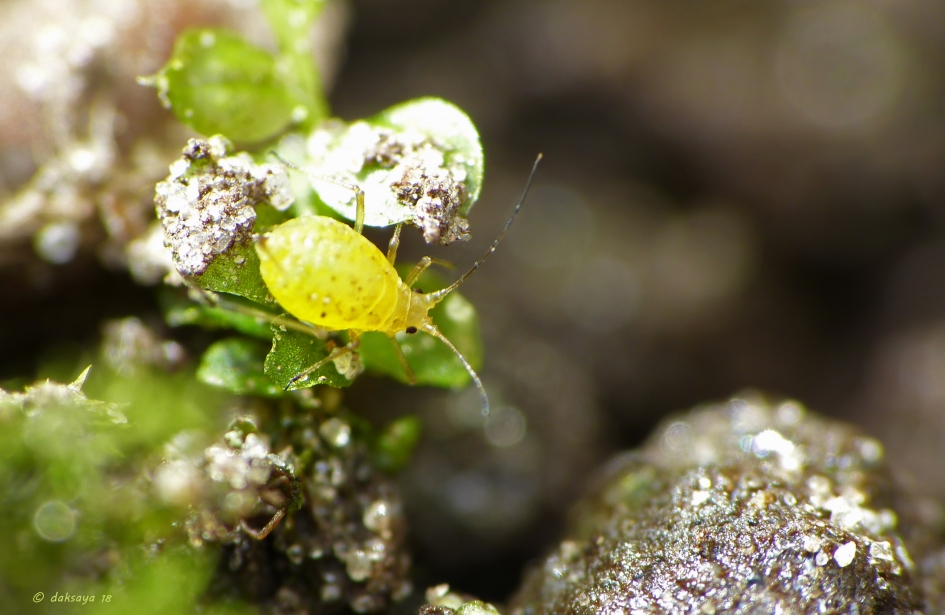 Geel bladluisje - Geleedpotigen - 