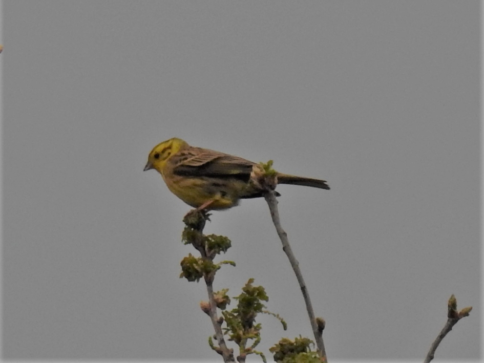Geelgors - Vogels - Geelgors