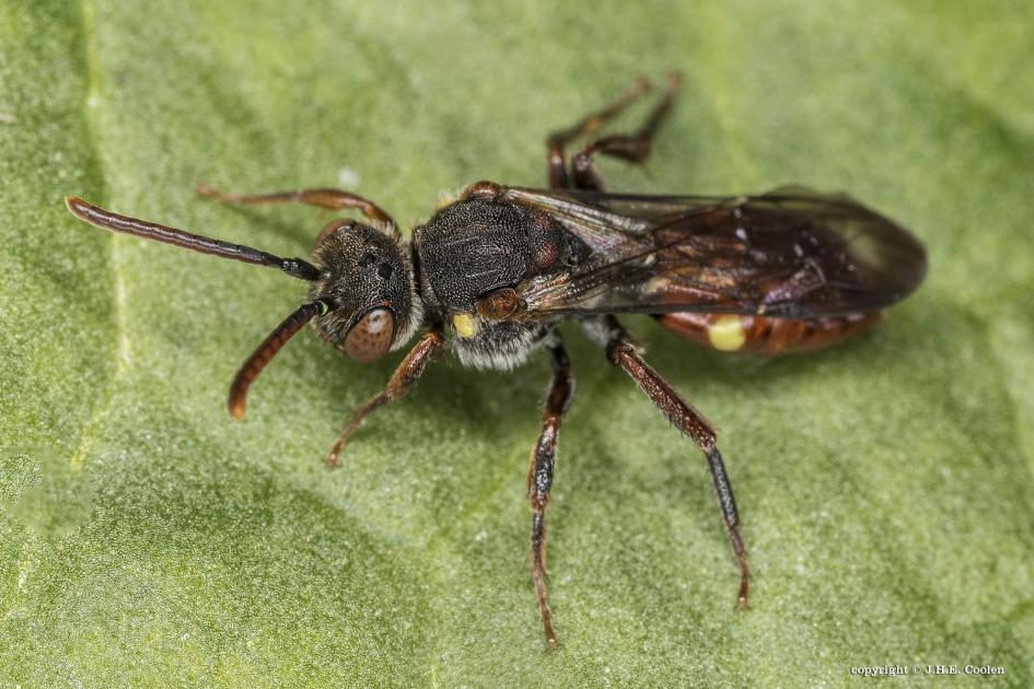Geelschouder wespbij - Geleedpotigen - Geelschouder wespbij