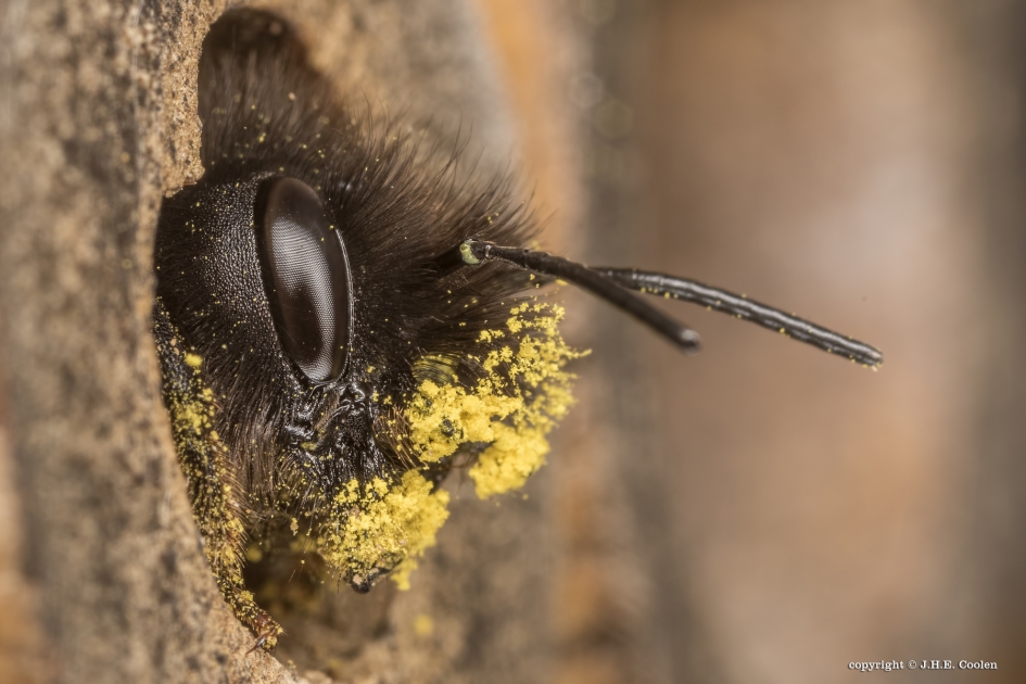Gehoornde metselbij - Geleedpotigen - Gehoornde metselbij