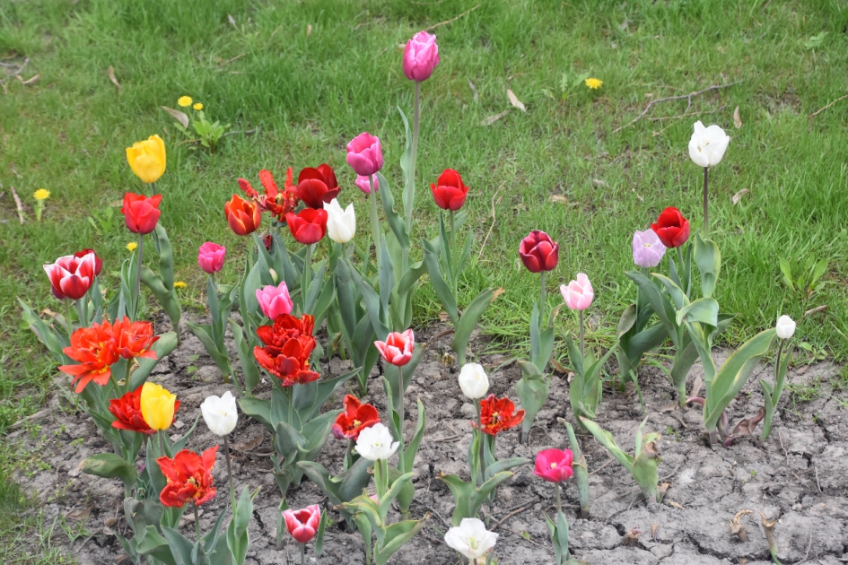 Gekleurde tulpen - Planten - 
