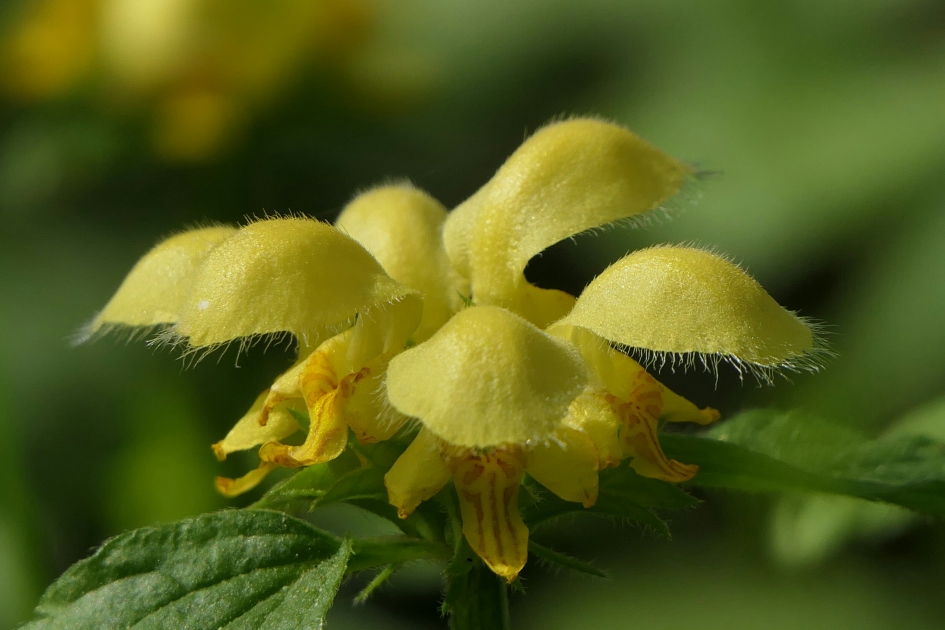 Gele dovenetel - Planten - Dovenetel