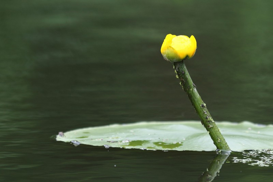 gele plomp - Planten - 