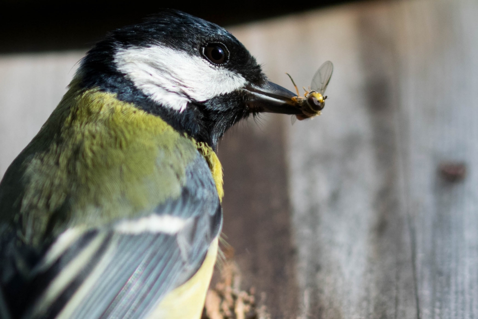 Gevaarlijke vangst? - Vogels - Koolmees