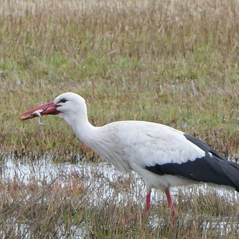 Gevangen... - Vogels - Ooievaar