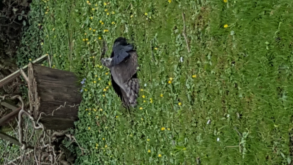 Gevecht in eigen tuin. - Vogels - 