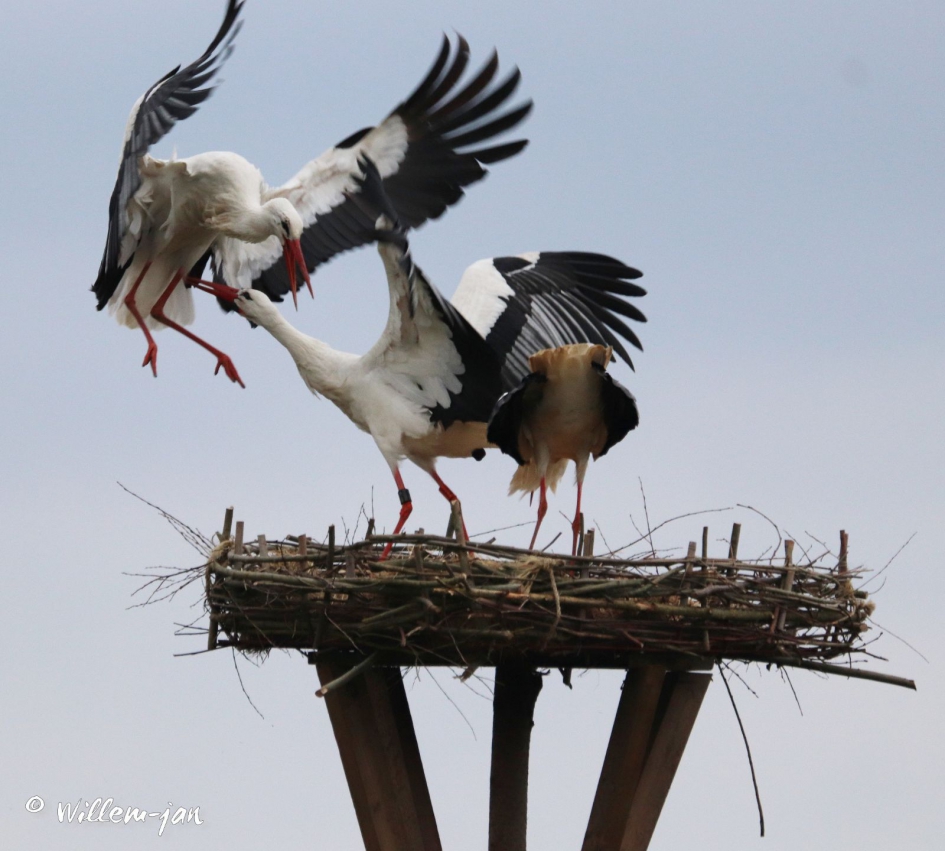 gevecht om het vrouwtje - Vogels - 