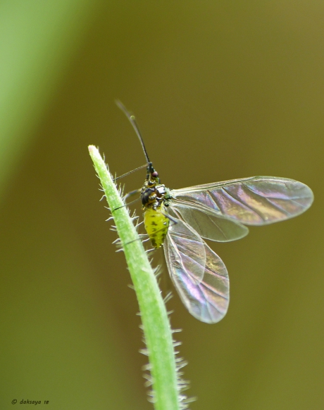 Gevleugelde bladluis