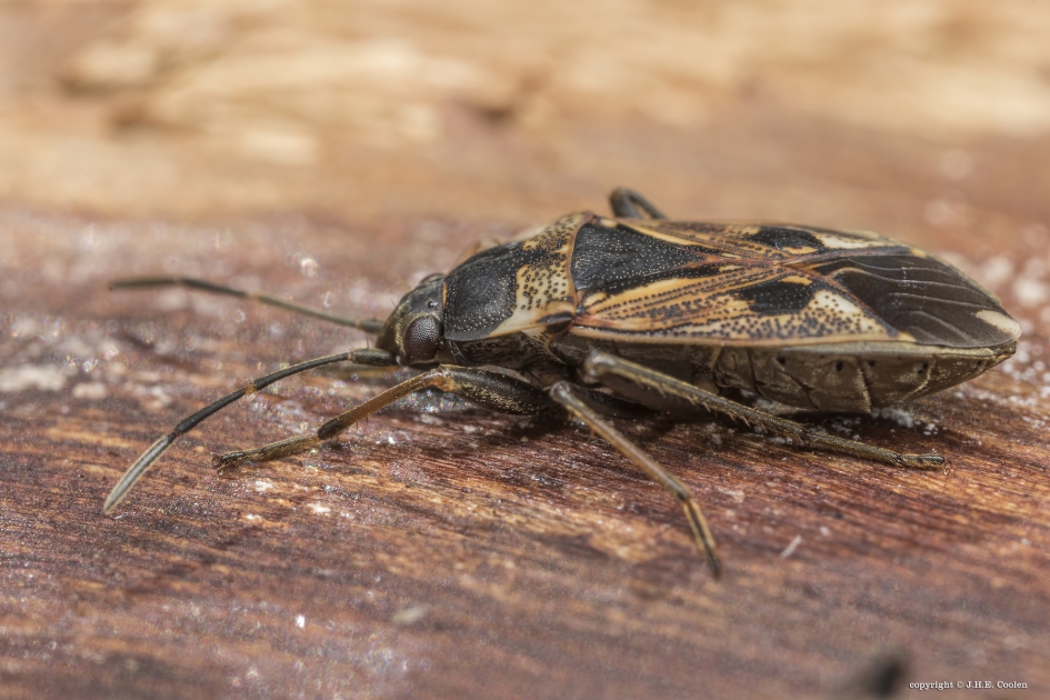 Gewone rookwants - Geleedpotigen - Gewone rookwants