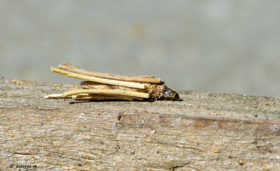Gewone zakdrager - Geleedpotigen - Gewone zakdrager