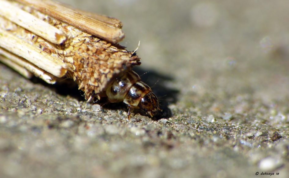Gewone zakdrager - Geleedpotigen - Gewone zakdrager