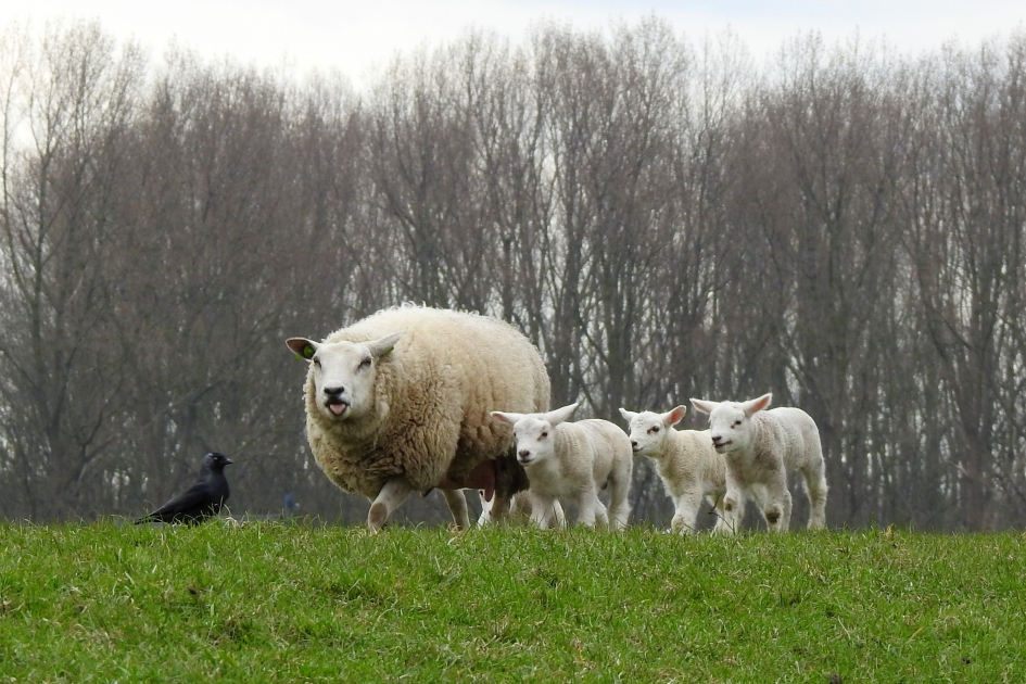Gewoon doorlopen kinders! - Zoogdieren - Schaap