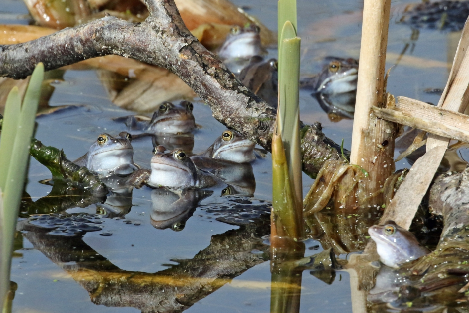 Gezellig samen baltsen.. - Geleedpotigen - Heidekikkers