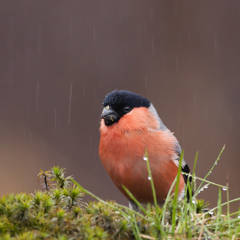 Goudvink - Vogels - Goudvink