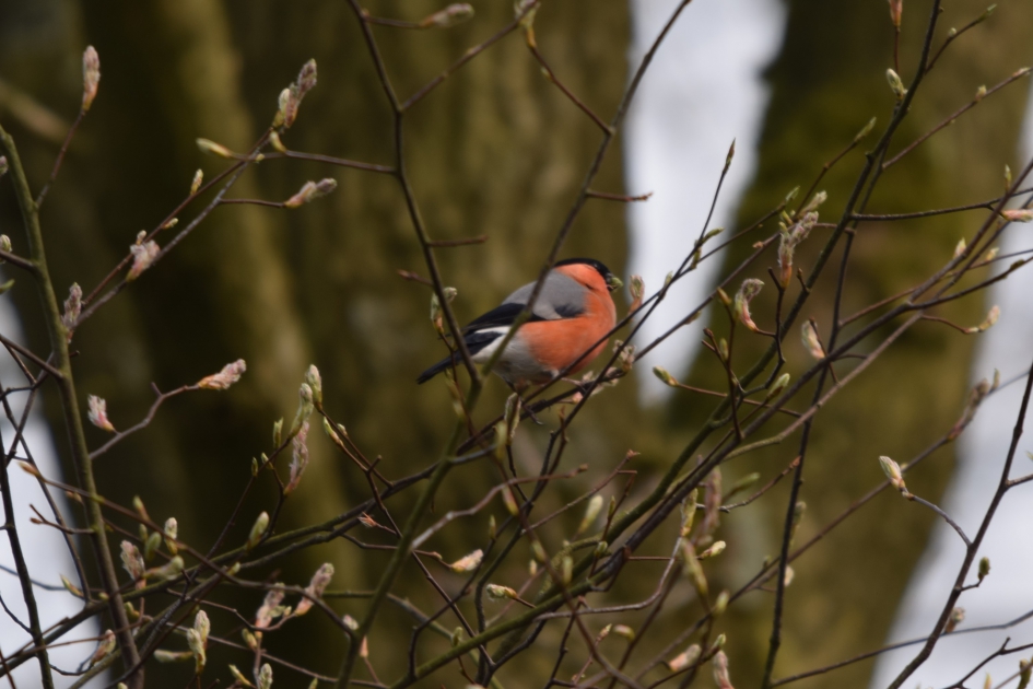 Goudvink - Vogels - Goudvink