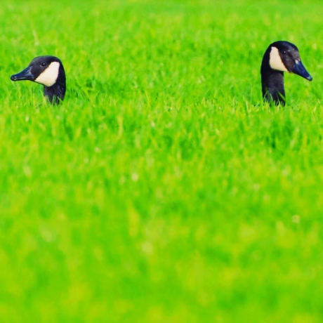 Groene Ganzen