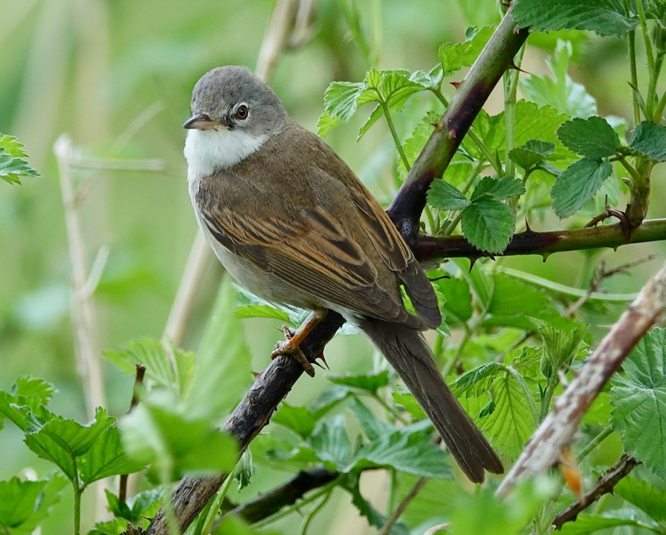 Grasmus - Vogels - Grasmus