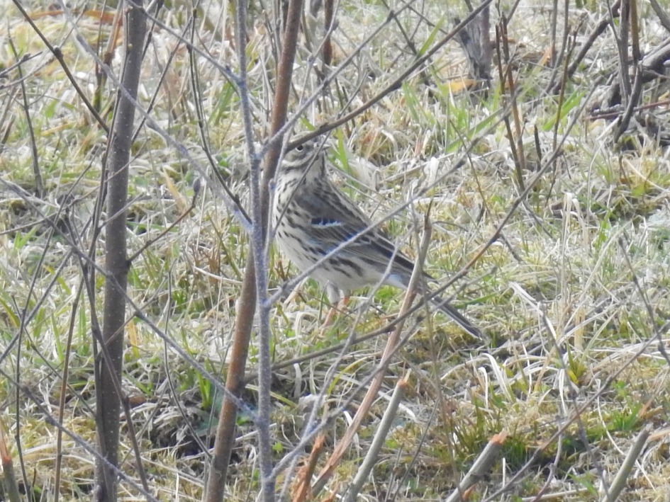 Graspieper - Vogels - Graspieper