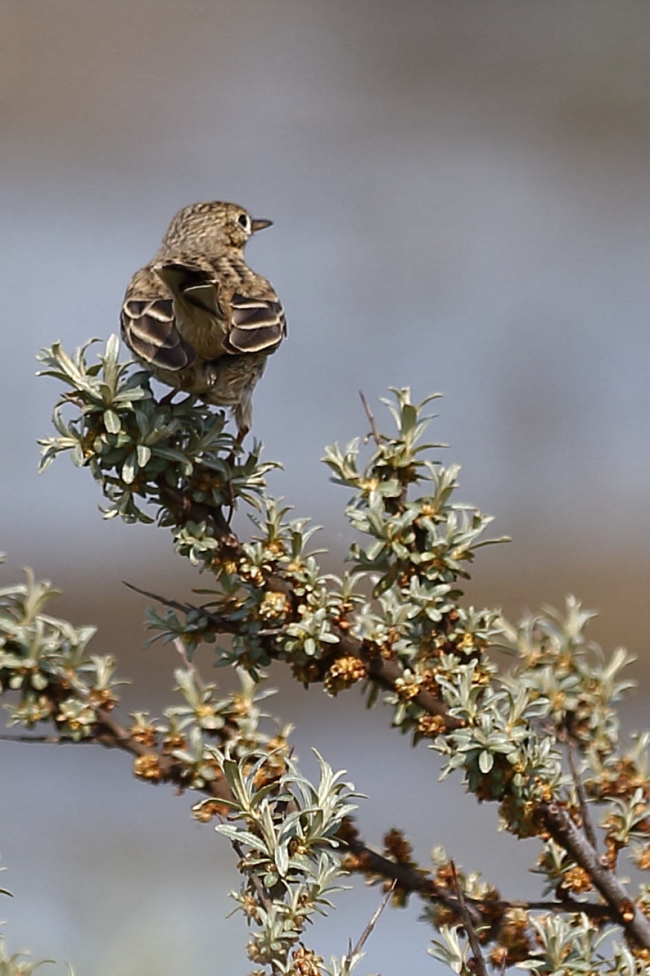 graspieper - Vogels - 