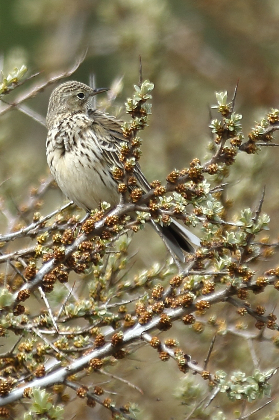 graspieper - Vogels - 
