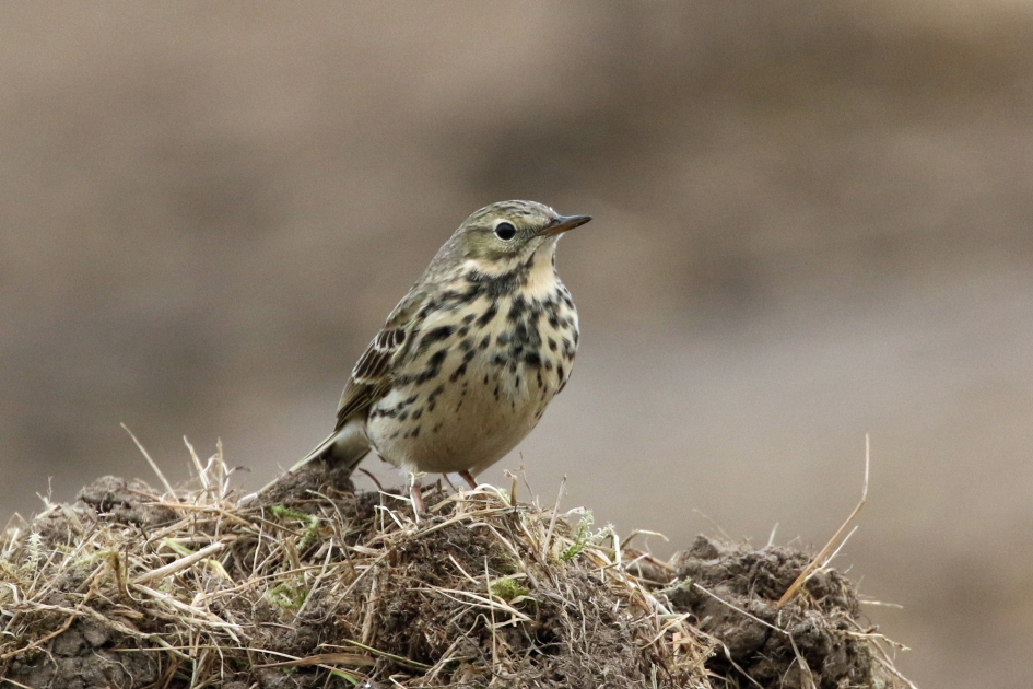 Graspieper - Vogels - 