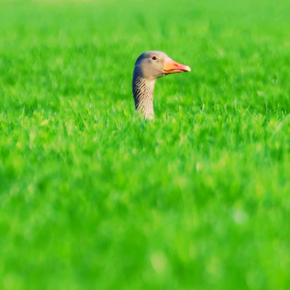 Grauwe Gans - Vogels - Grauwe gans