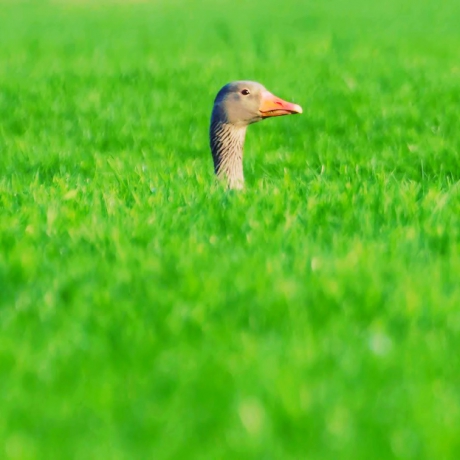 Grauwe Gans