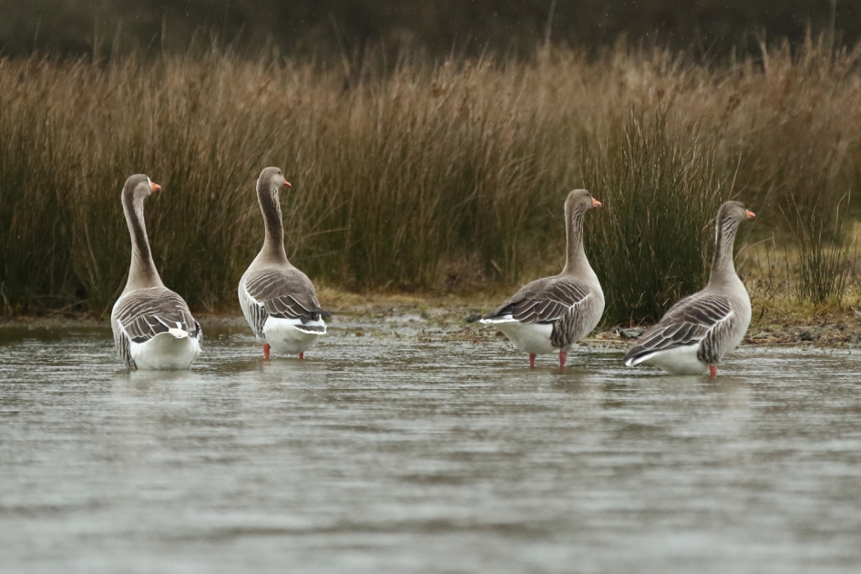 grauwe ganzen - Vogels - 
