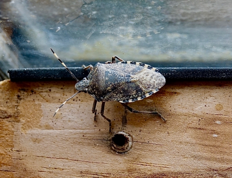 Grauwe Veldwants wil duidelijk naar buiten